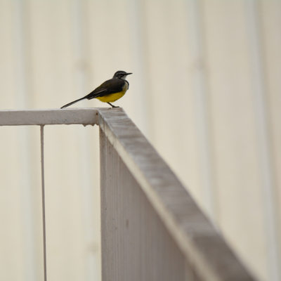 Profile Picture of Patrick Wozny (@Patrick_Wozny) on Twitter