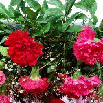 Profile Picture of Suhasini Kumar (@whatmadlogic) on Instagram