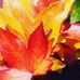 Profile Picture of Nechama Shapiro (@Nechama-Shapiro) on Facebook