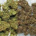 Profile Picture of james weed (@randynyambot) on Instagram