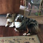 Profile Picture of Dusty and Bailey (@dustyandbailey) on Instagram
