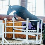 Profile Picture of Sarah Watkins (@taprootsporthorses) on Instagram