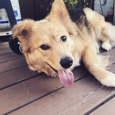 Profile Picture of Christopher Goodfellow (@Christo12416305) on Twitter