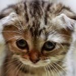 Profile Picture of Max Lemon (@lemon.max) on Instagram