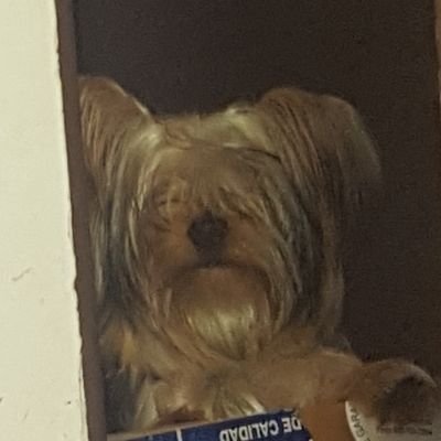 Profile Picture of Rene Rojas Chiang (@rrmoove) on Twitter