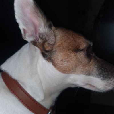 Profile Picture of Patrick Coughlan (@Patrick40421294) on Twitter