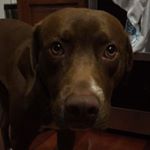 Profile Picture of Fred Barnes (@theofficialfredthedog) on Instagram