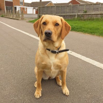 Profile Picture of Thomas Jinks (@ThomasJinks10) on Twitter