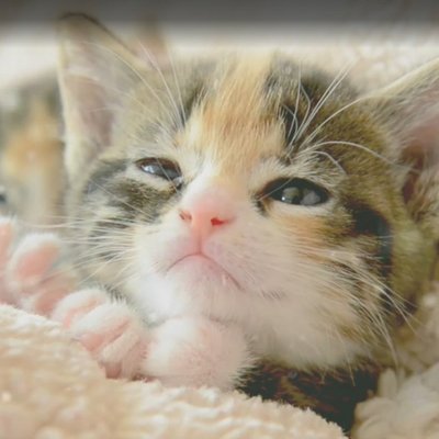 Profile Picture of Joyce Saunders (@JoyceSa33231899) on Twitter