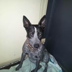 Profile Picture of Rusty Stevens (@_bulldogg_69) on Instagram