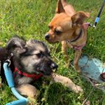Profile Picture of ꧁Mel & Luna꧂ (@melandluna_) on Instagram
