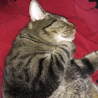 Profile Picture of Pamela Chaney (@PamelaC38171760) on Twitter