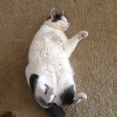 Profile Picture of Kyle Blount (@teamzissou5150) on Twitter