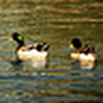 Profile Picture of Raul Lancheros (@rlancheros) on Flickr