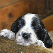 Profile Picture of David Munier (@davvid151) on Youtube