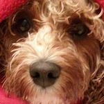 Profile Picture of Jane Stinchcombe (@stinchbe) on Instagram