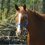 Christa Swain - Instagram Profile Picture of Christa Swain (@critta3_devent) on Instagram