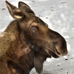 Profile Picture of Carol Cole Galloway (@cgwoodchip) on Instagram