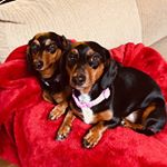 Profile Picture of Laurie Lutterbie (@laurielutterbie) on Instagram