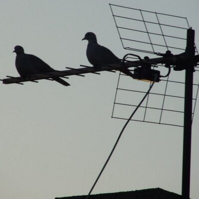 Profile Picture of Alexander Miletic (@alexkitara) on Twitter