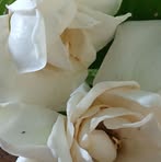 Profile Picture of Longbi Teron (@Longbi-Teron) on Facebook