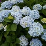 Profile Picture of miwonkimm (@miwonkimm) on Instagram