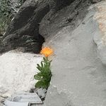 Profile Picture of zorca.donnadirussia (@fantuline) on Instagram