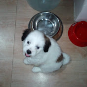 Profile Picture of Greg Gonzales (@greggonzales2211) on Youtube