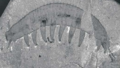 Profile Picture of Aysheaiaon Wikipedia