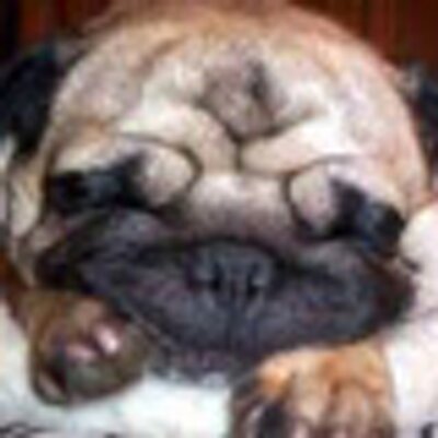 Profile Picture of Anne Millard (@PugRescueSydney) on Twitter
