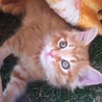 Profile Picture of Pepperoni Maclise (@pepperonisworld) on Instagram