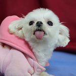 Profile Picture of Wu Chung-hsien (@wu chung-hsien) on Flickr