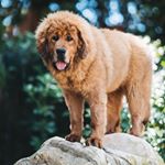 Profile Picture of Logan Pauls Dog (@gingerthegiant0) on Instagram