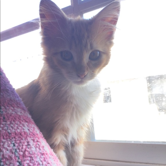 Profile Picture of Catherine Gonzalez (@catherinegon181) on Poshmark