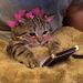 Profile Picture of Lilly Pearce (@lillyhpearce) on Pinterest