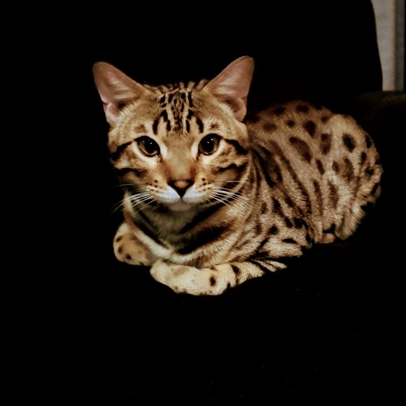 Holly Lichlyter - Poshmark Profile Picture of Holly Lichlyter (@hlichlyter81) on Poshmark