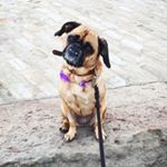 Profile Picture of Gwendolyn (@pittsburghpuggle) on Instagram