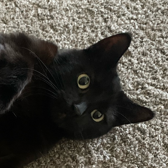 Profile Picture of Nick Ladell (@nickladell) on Poshmark