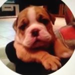 Profile Picture of Michael Colella (@coolella23) on Instagram