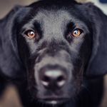 Profile Picture of Billy Collins (@billythespringador) on Instagram