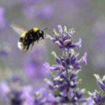 Profile Picture of Ginny Heinsen (@ginnyheinsen) on Instagram