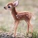 Profile Picture of Alexandra Crider (@23cridera) on Pinterest