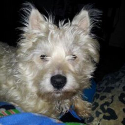Profile Picture of Crystal Czarnecki (@CrysCzarnecki) on Twitter