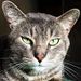 Profile Picture of Stephen Sistos (@stephensistos) on Pinterest