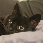 Profile Picture of Gary Cottrell (@david_de_gaza) on Instagram