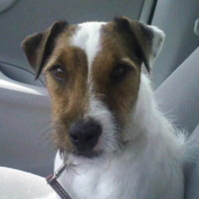 Profile Picture of Amanda Renner (@Gadgetmom88) on Twitter