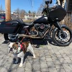 Profile Picture of Matthew Campanelli (@bigmatt_1967) on Instagram