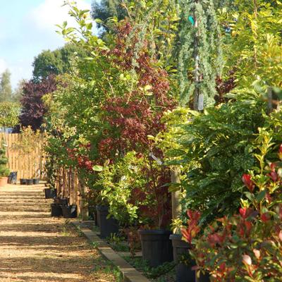 Profile Picture of Barn Close Nurseries (@BarnCloseWarks) on Twitter