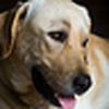 Profile Picture of Chris Souza Pet Photo (@Chris Souza Pet Photo) on Flickr