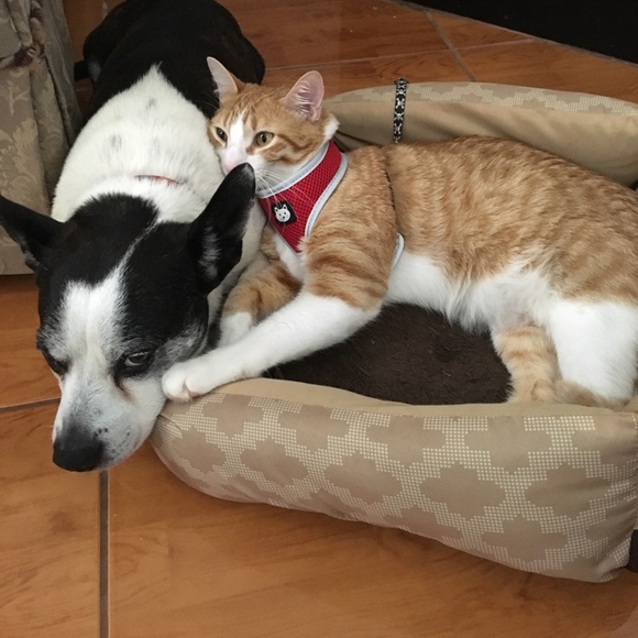 Profile Picture of Candy Ratliff (@ladytiger01) on Poshmark